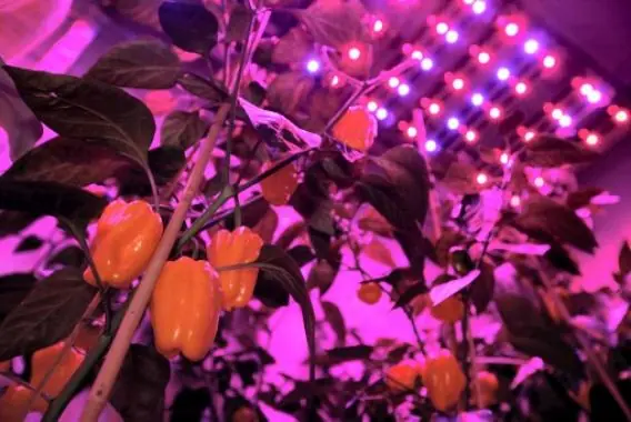 Ensayan en Holanda con agricultura del futuro