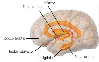 El Cerebro