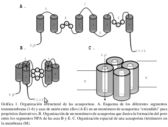 proteinas