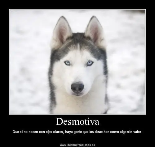 lobos lobos