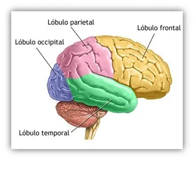 inteligencia colectiva