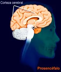 inteligencia colectiva