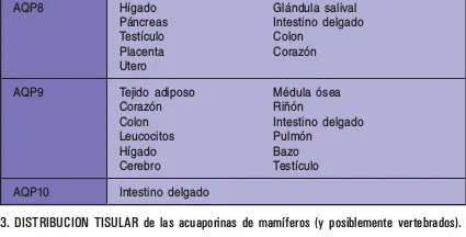 ACUPORINAS