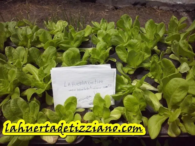 huerta