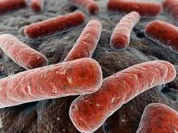 Bacterias vs antibioticos