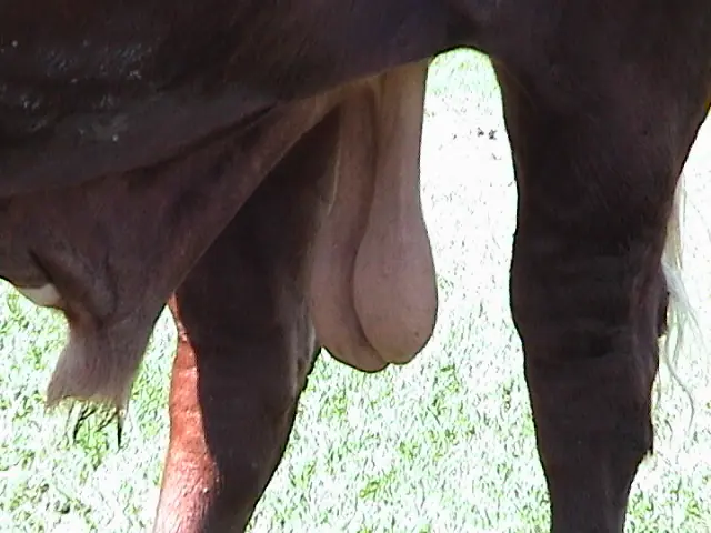 a falta de viagra testiculos de toro con sopita