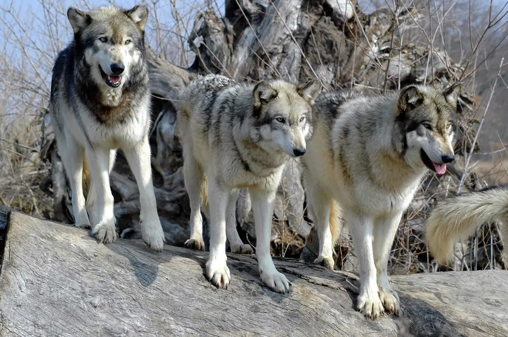 lobos solitarios