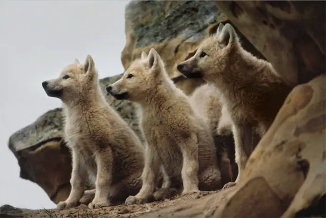 lobos solitarios