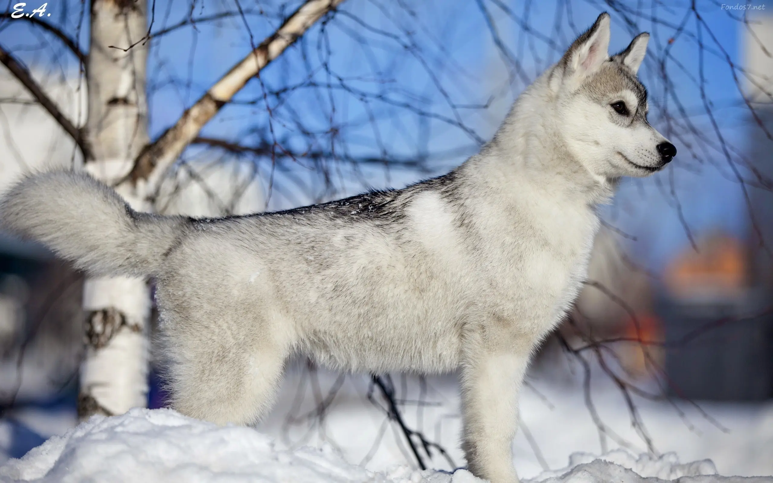 lobos lobos