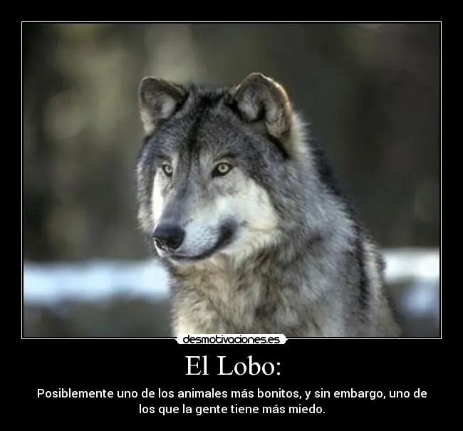 lobos lobos