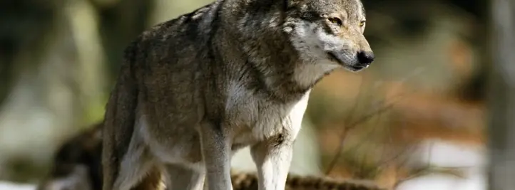 lobos solitarios