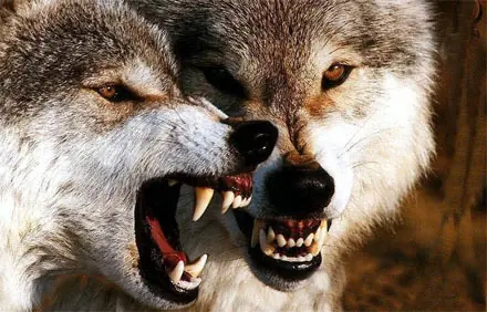lobos solitarios