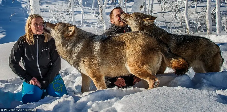 lobos