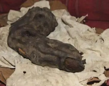 El Dedo de Un Reptiliano, Nephilim - FOTO