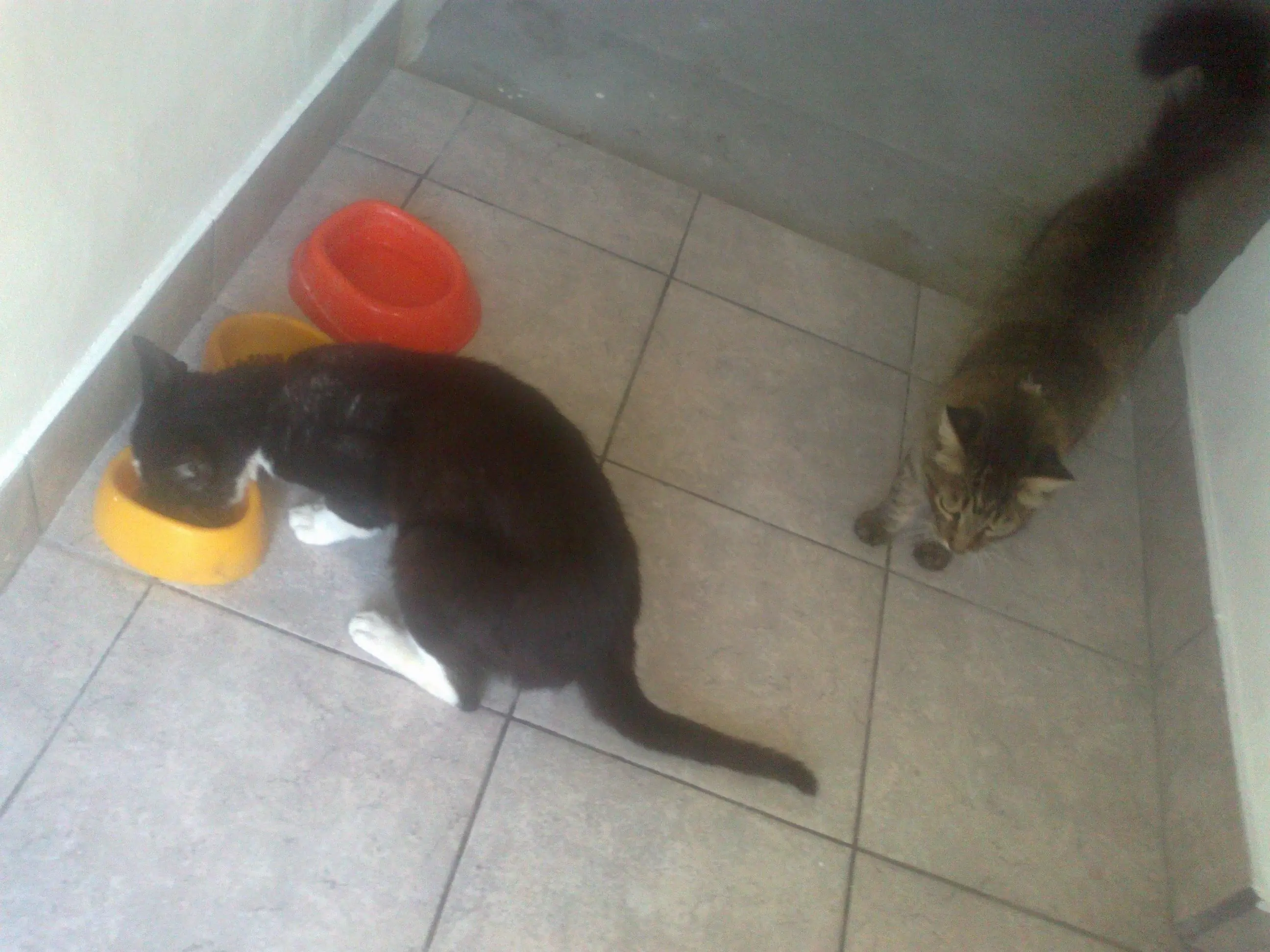 Mi lincesa tiene novio