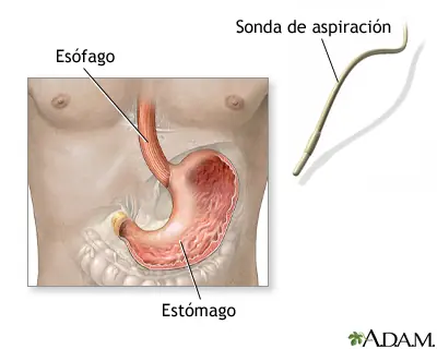 estomago