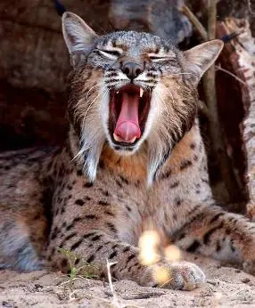 Conocí a una Lincesa el 24 y te lo cuento