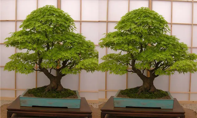 Imagenes y videos 3D con y sin anteojos!!!!!