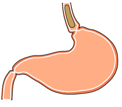 digestion