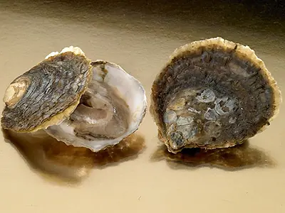 perlas perlas