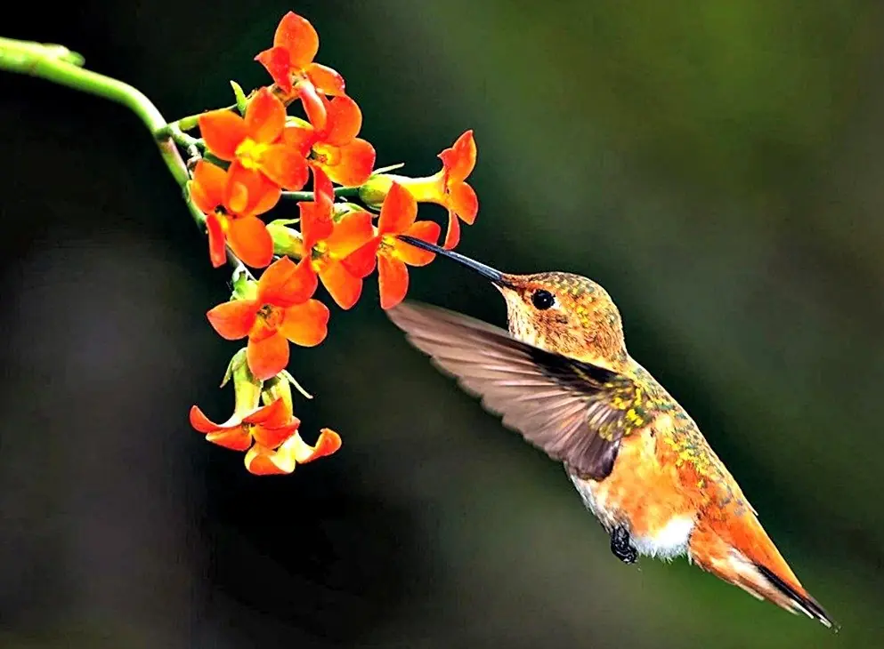 ¡Un colibrí ...! la dulzura