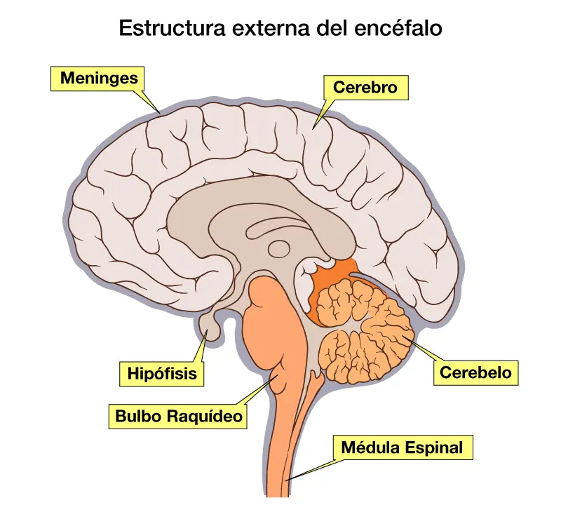 sistema nervioso central
