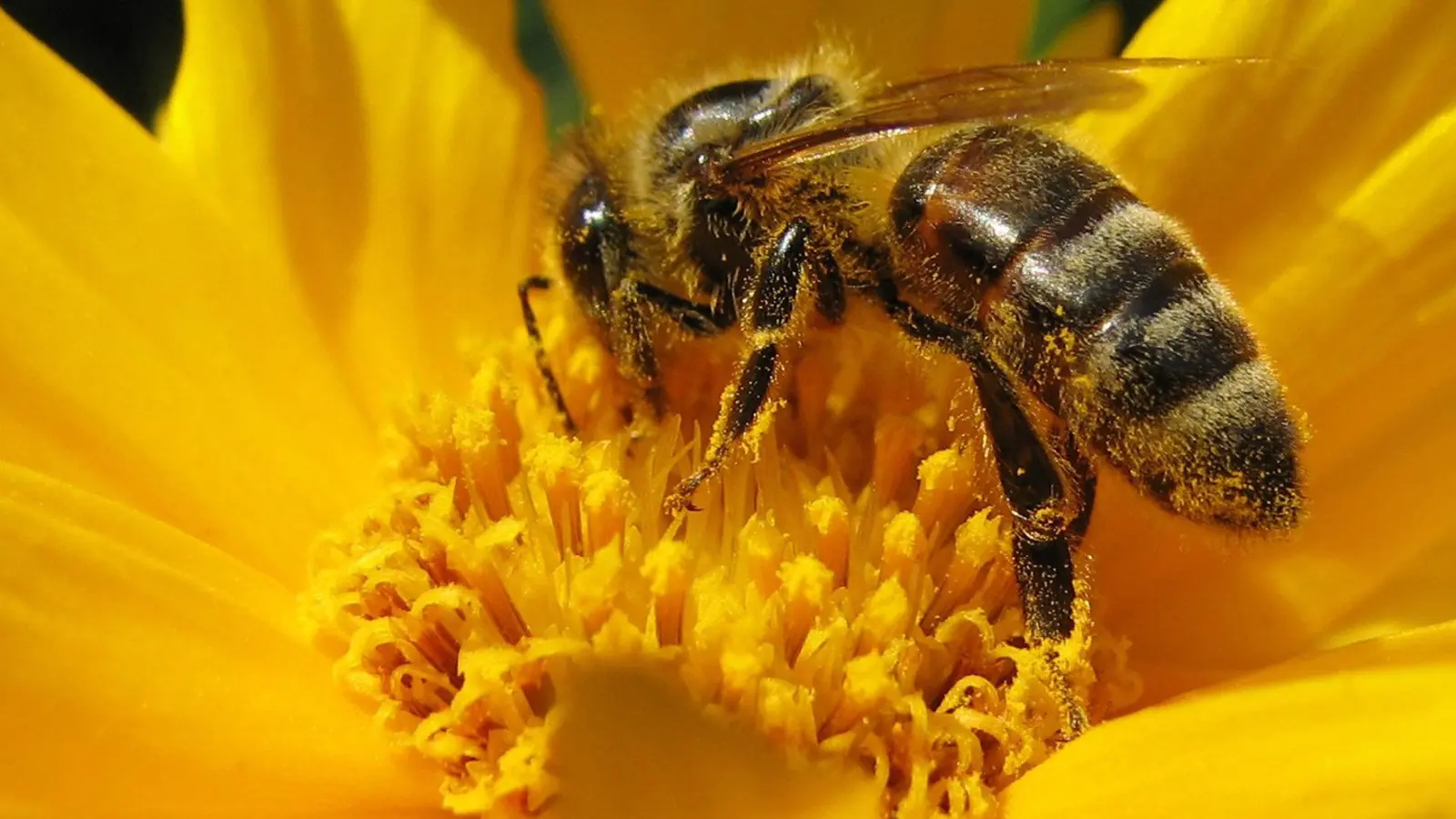 7 hábitos increibles de las abejas