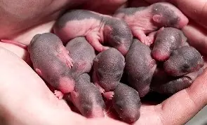 por que las ratas son aterradora