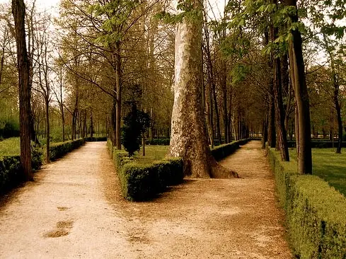 Cerati Cerati