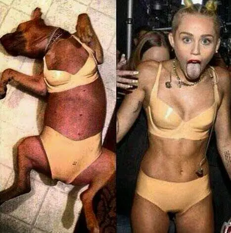 El Perro que se cree Miley Cyrus (FOTO)