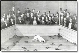 ratas aterradoras