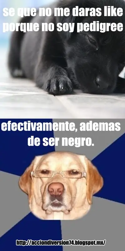 imagenes chistosas
