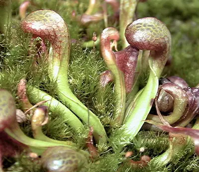 plantas carnivoras - videos- info
