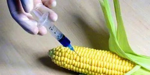 Alimentos transgénicos, los genocidas de nuestros días.