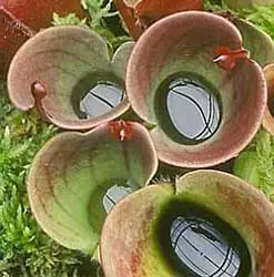 plantas plantas