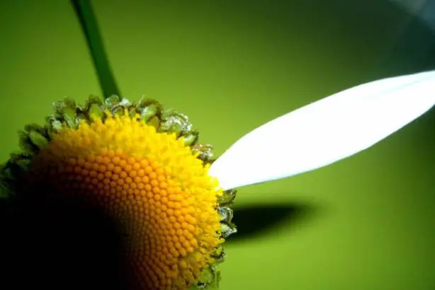 Me quiere… no me quiere… me quiere…