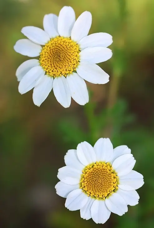 flores flores