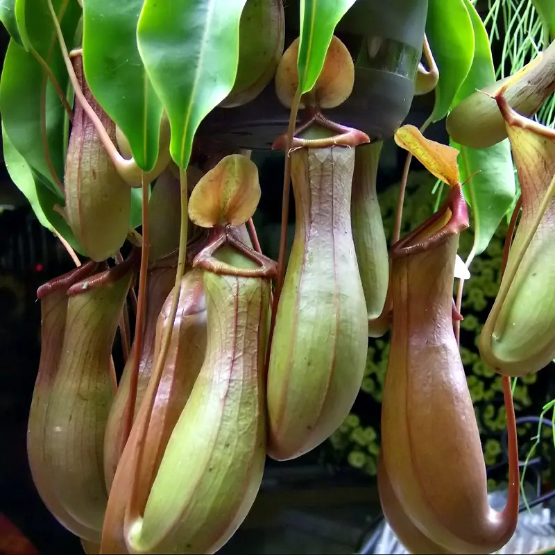 plantas carnivoras - videos- info plantas carnivoras - videos- info