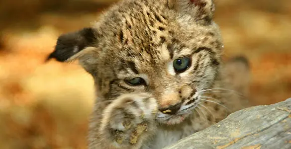El atropello de linces aumenta un 375%