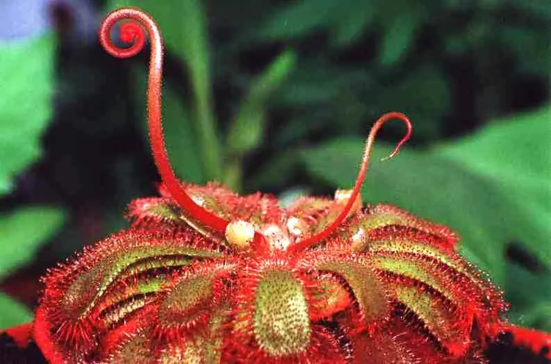 Plantas Carnivoras