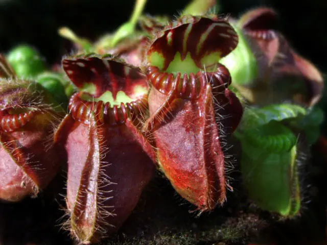 insectos