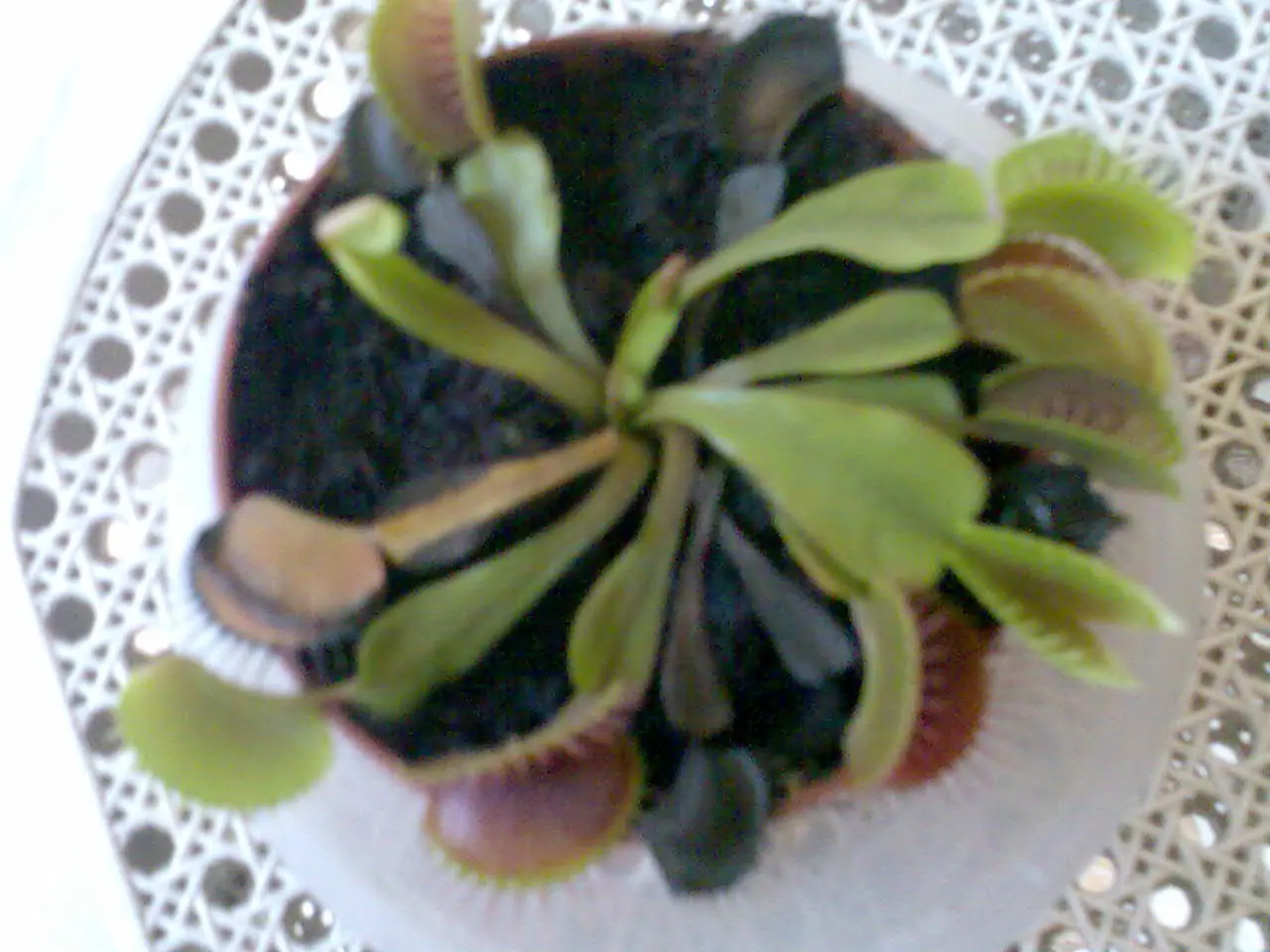 insectivoras