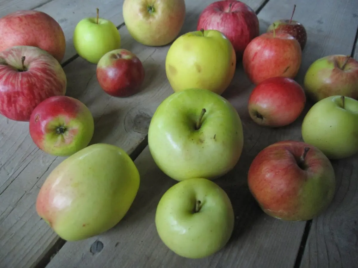 Alimentos Genéticamentes Modificados, desde siempre