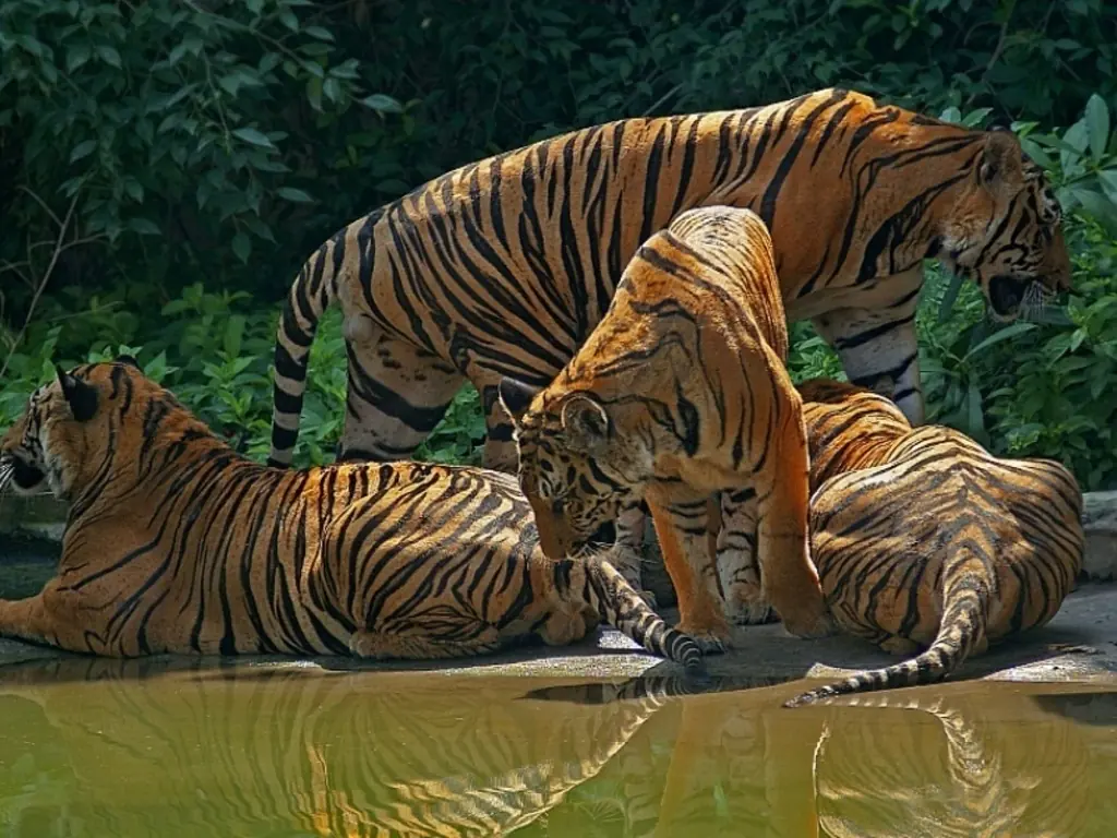 Tigre de Bengala