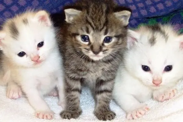 ¿Por qué no deberías confiar en tu gato?