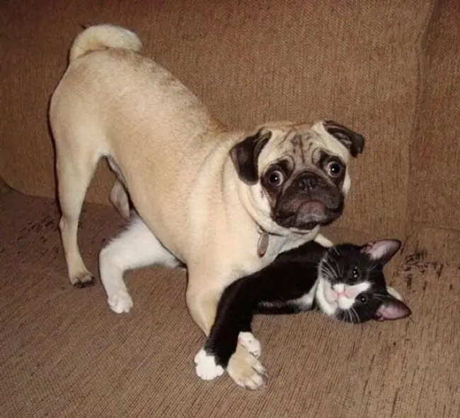 Mascotas cachadas por sus dueños.