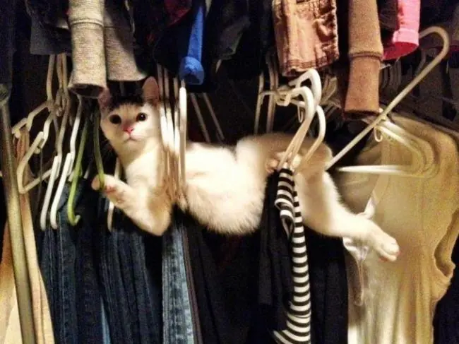 gatos