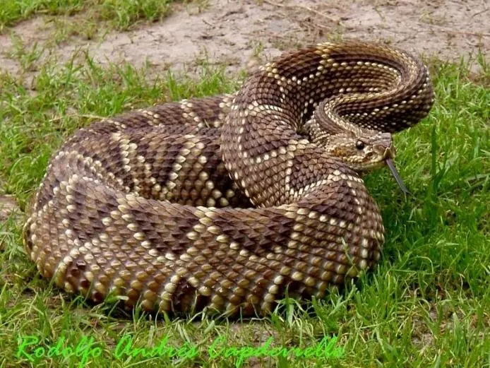 Los animales que más muertes causan al año