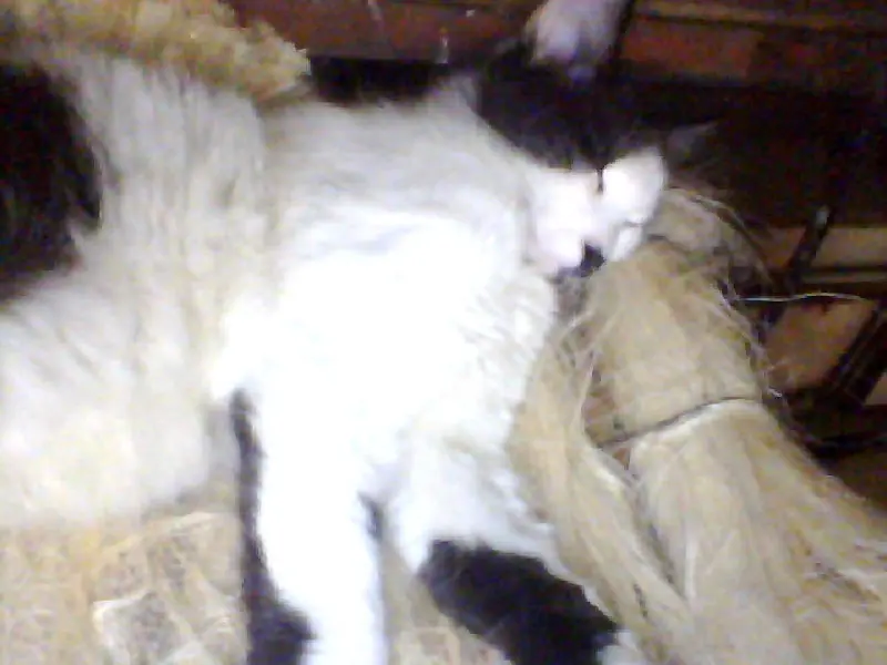 paja