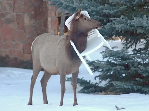 Animales que necesitan tu ayuta